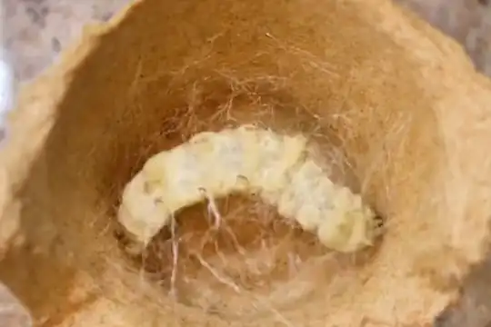 Silkworm releasing an enzyme that dissolves its cocoon from the inside